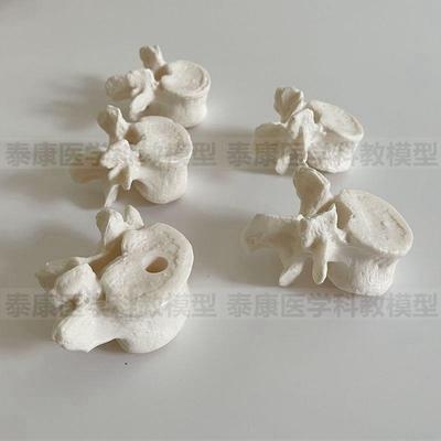 腰椎模型散骨脊椎结构正s骨中医按摩颈椎胸椎人体脊骨盲人健身瑜