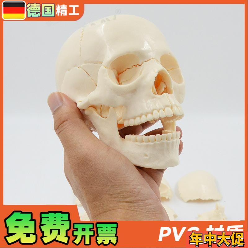 德国】小型可拆白色头骨模型1z5部件中英文说明书人体头颅骨拼