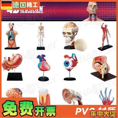 德国】4DMASTER人体解剖模型大脑心脏眼球耳朵盆腔骨Z骼膝关节肌