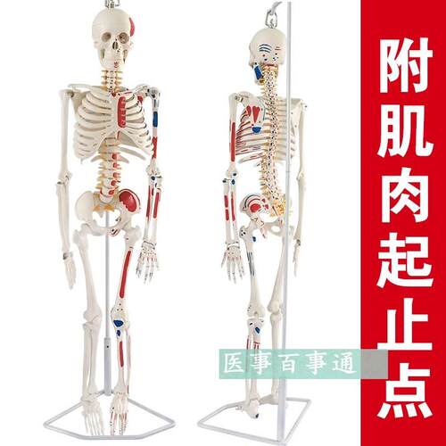 人体骨骼模型85CM 人骨架模型 关节模型 人骨标本腰X椎模型 教具