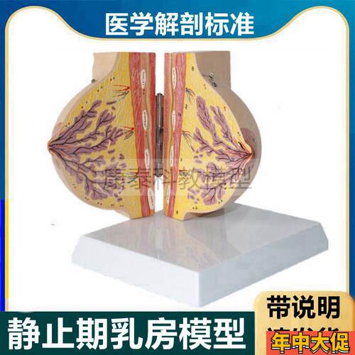 静止期乳房模型j带标识未孕哺乳期受孕后女性产康复月嫂培训催乳