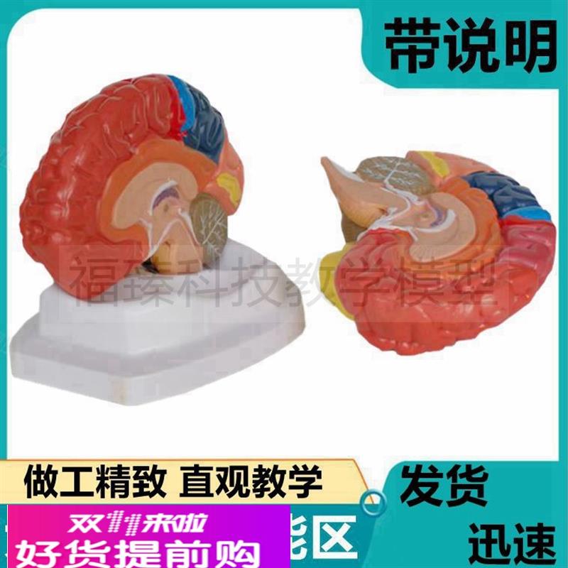大脑功能区模型皮层功能定位中枢神经人体脑结构左右半球医用科普