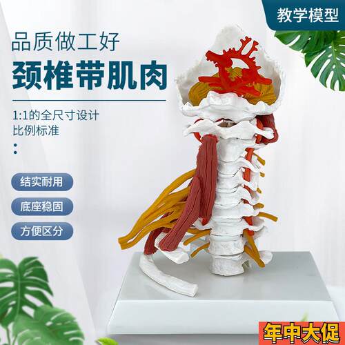 人体脊椎颈椎关节颈o动脉后枕骨椎间盘韧带与神经骨骼解剖医学模