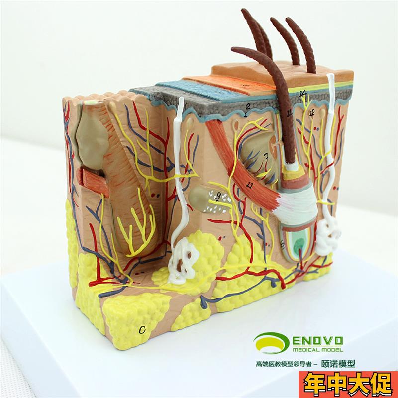ENOVO颐诺人体m皮肤组织解剖放大模型微创皮肤美容美妆整形脸面部