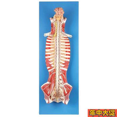 椎管内部脊髓神经模型FGD/A18102