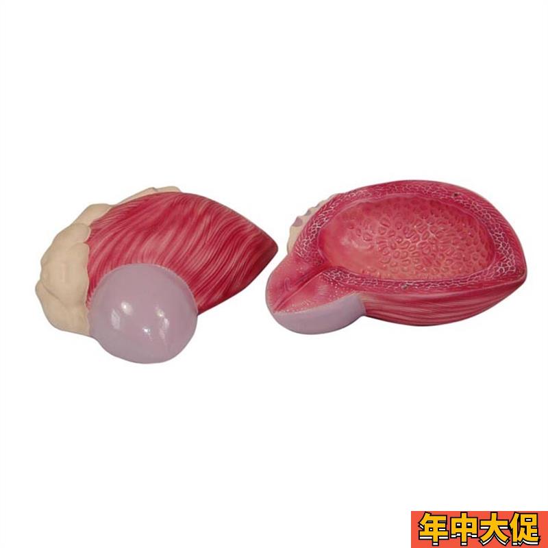 膀胱模型男性膀胱前o列.腺放大模型泌尿生殖系统构造教学医学教具