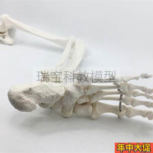 1比1下肢骨f模型髋关节膝盖脚踝仿真腿骨韧带人体四肢上肢手臂关