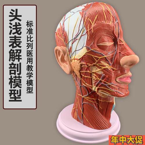 头部矢状切面g附血管神经模型医学美容面部神经微整形头部浅表