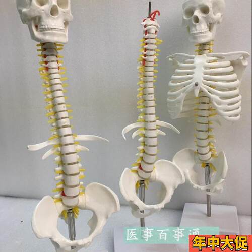 人体脊柱模具脊椎骨颈椎模型胸A椎结构腰椎间盘关节玩具骨头骨架