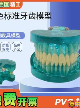 德国】PNT-ORk15蓝色透明标准牙齿模型口腔保健护理牙齿教学模型