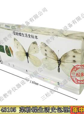 菜粉蝶生活史包埋昆虫标本动B植物学生生物教学教具人工琥珀