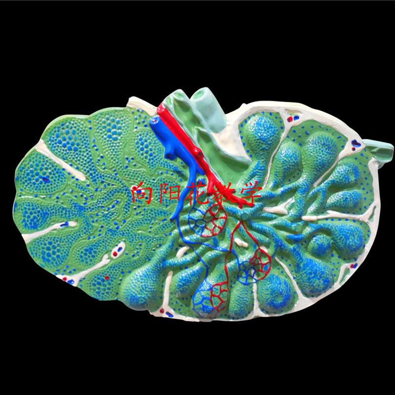向阳花 淋e巴结放大模型  教学生物模型  厂家直销 包邮