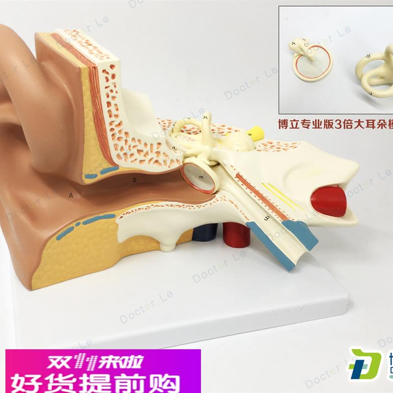 放大3倍耳解剖模型 人体耳朵模型 内耳 耳蜗 半规管 鼓膜 颅骨底
