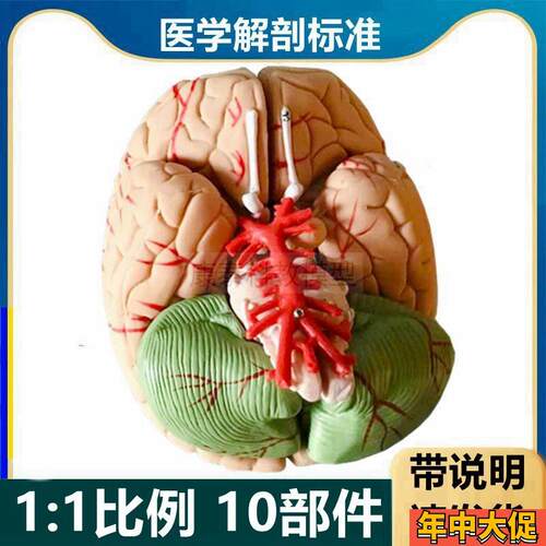 脑模型1比1可拆卸带标识大脑小脑可拼装早L教医用中枢神经生物课