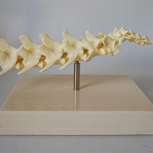 狗脊椎模a型 狗骨架 犬科犬骨架犬骨骼动物骨骼 宠物兽医教学模型