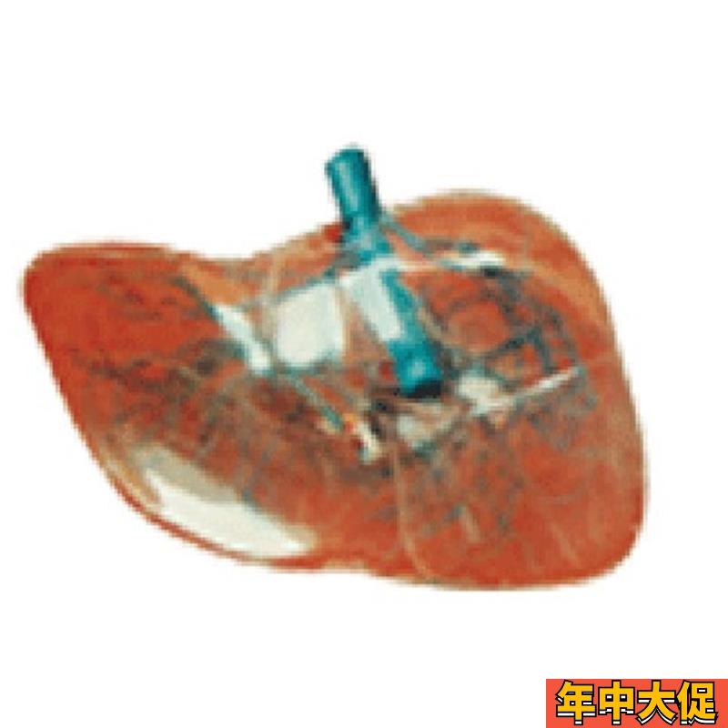 透明肝模型AJ12010