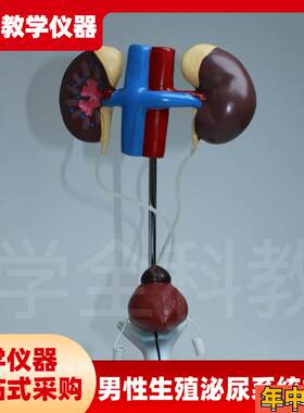 输尿管结构初中i生物前列腺教学仪器男性泌尿生殖系统模型品质模