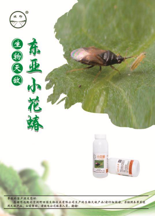 顺丰速运~东亚小花蝽   天敌防控捕食 蓟马