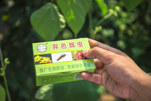 顺丰速运~异色瓢虫卵卡   天敌防控    蚜虫