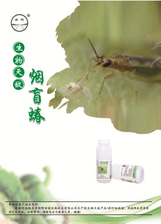 顺丰速运~烟盲蝽  天敌防控  白粉虱  烟粉虱  银叶粉虱等