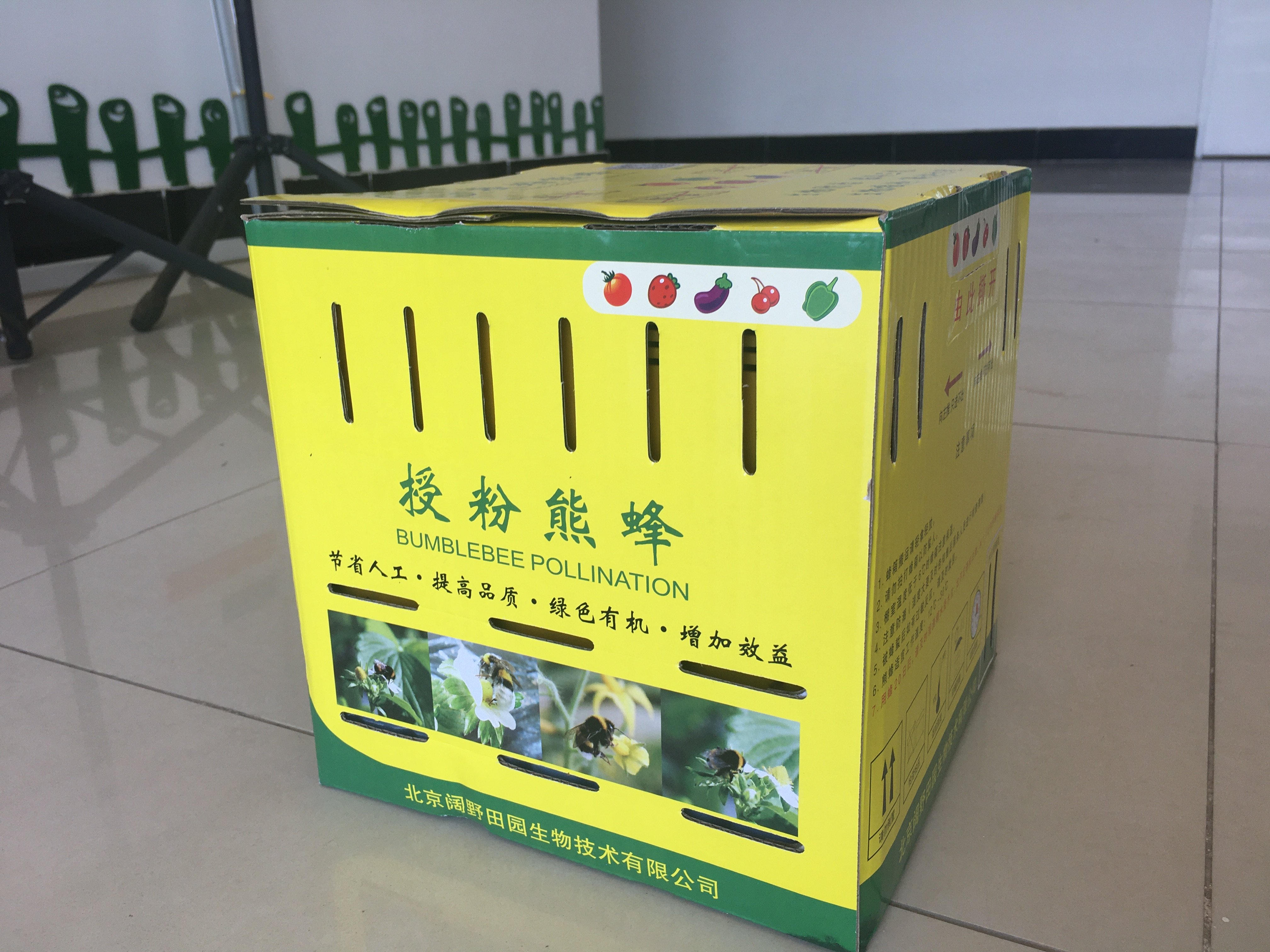 熊蜂  授粉熊蜂 瓜果蔬菜授粉