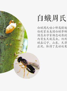顺丰速运~周氏啮小蜂     天敌防控    主要防治美国白蛾