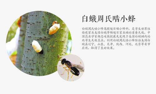 顺丰速运~周氏啮小蜂     天敌防控    主要防治美国白蛾