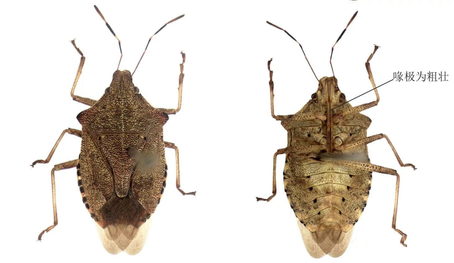 顺丰速运~蠋蝽  天敌防控 金龟子、象鼻虫、金花虫幼虫等