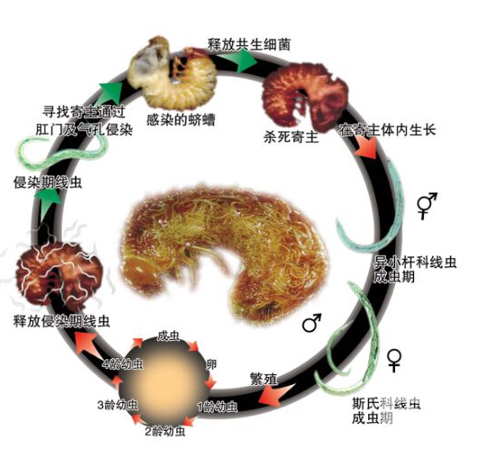 顺丰速运~天敌防控，昆虫病原线虫，韭蛆，蛴螬 地老虎