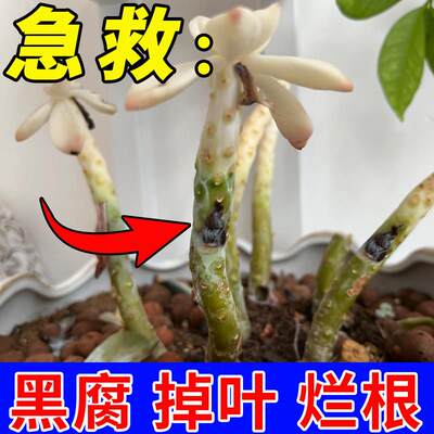 多肉爆芽素优芽生牙素营养液防治黑腐药烂根病专用肥掉叶缓释肥料