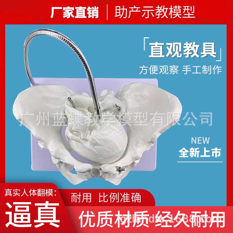 胎儿助产示教模型 女性盆骨模型 分娩骨盆模型 分娩示教 骨盆模型
