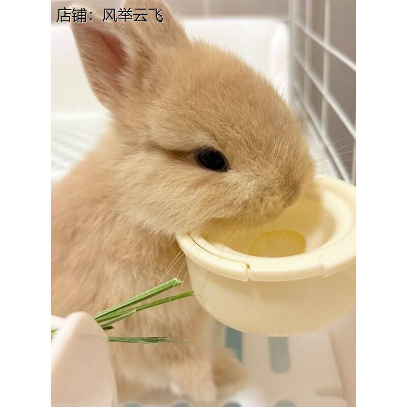 兔子饮水器挂式喝水碗壶