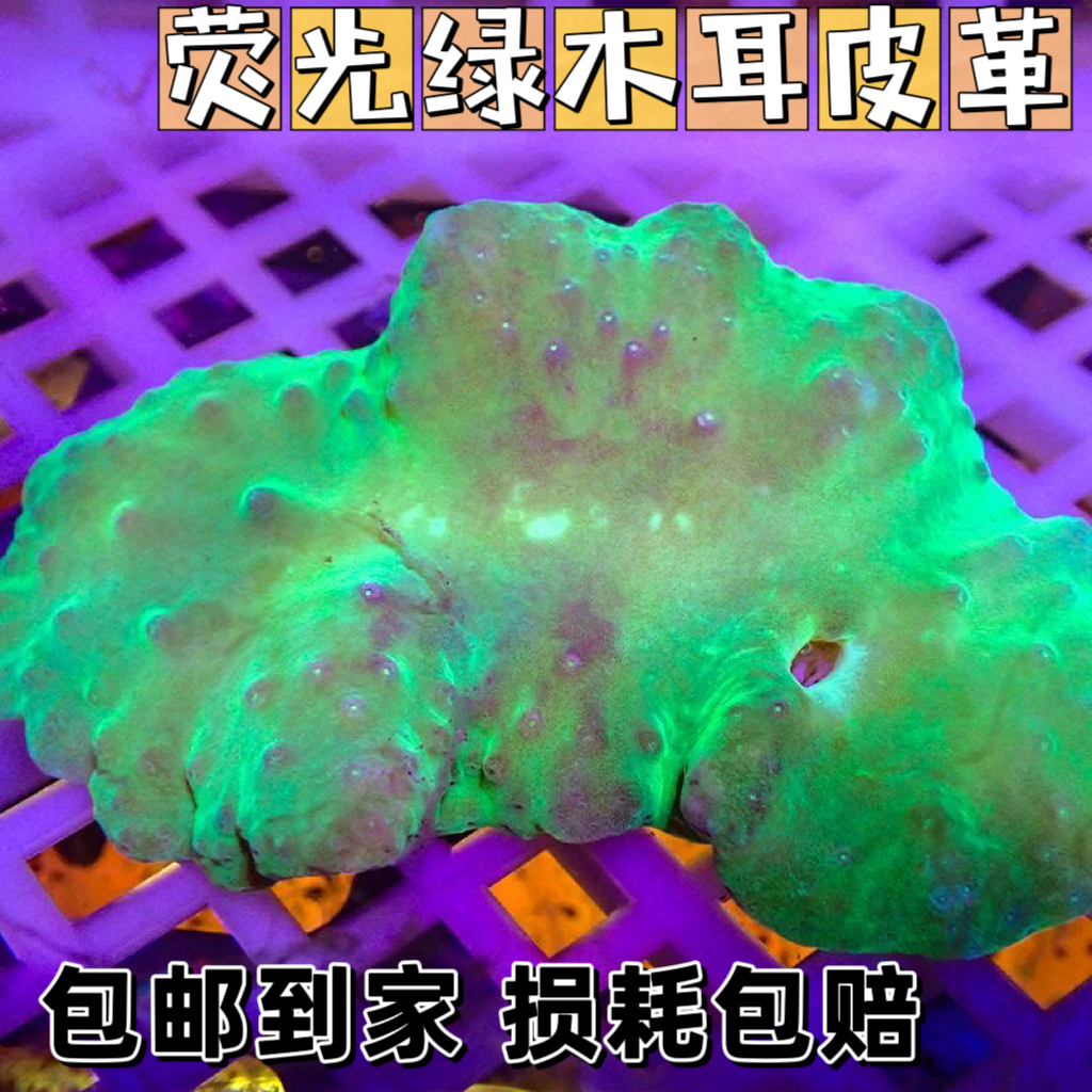 荧光绿木耳皮革珊瑚生物