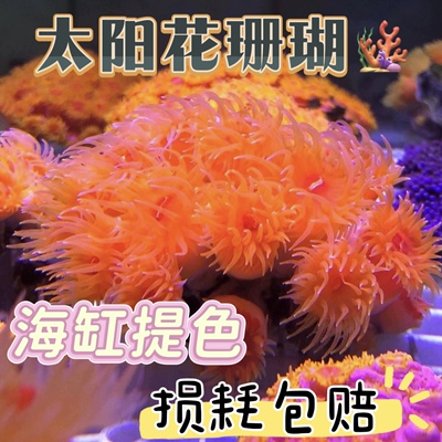 海水生物太阳花珊瑚颜色鲜艳海缸提色生物lps炮仗花珊瑚观赏珊瑚