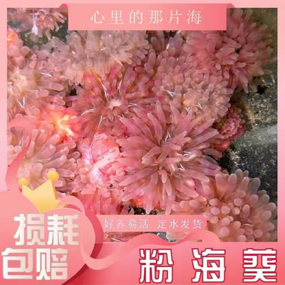 粉海葵奶嘴海葵小丑鱼共生