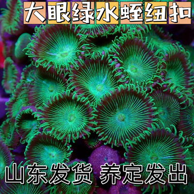 大眼绿水蛭纽扣珊瑚海缸除藻生物海水沙群海葵花群造景海缸观赏