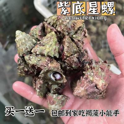 紫底星螺海水螺金环宝螺海缸除藻