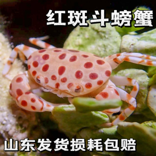 红斑斗蟹馒头蟹翻砂钻沙除藻海水小螃蟹观赏寄居蟹宠物海水养殖