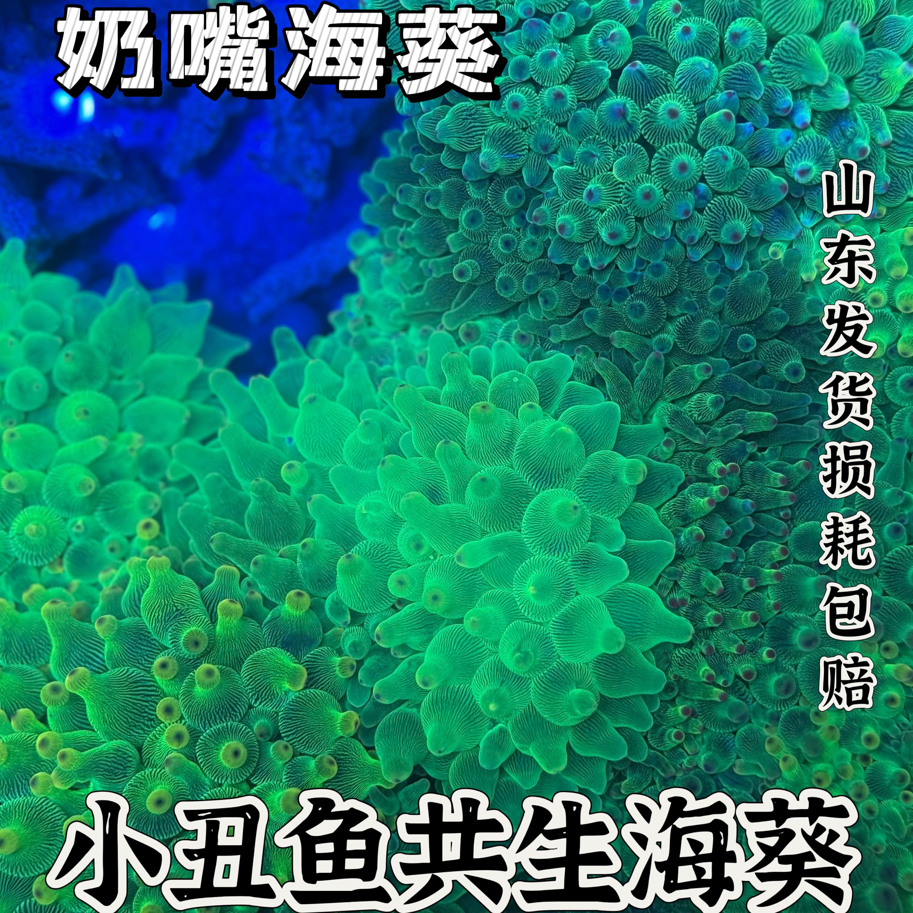 绿奶嘴海葵小丑鱼共生海葵地毯海葵红奶嘴海葵海缸活体珊瑚造景,宠物/宠物食品及用品,珊瑚/海葵,淘宝优惠券,粉丝福利购,淘宝优惠卷