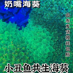 绿奶嘴海葵小丑鱼共生海葵地毯海葵红奶嘴海葵海缸活体珊瑚造景