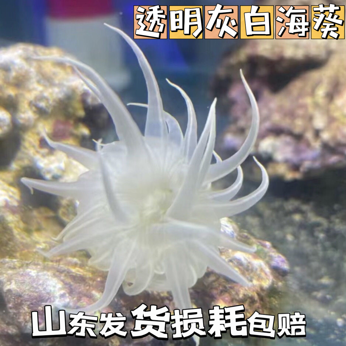 灰白海葵观赏海葵活体