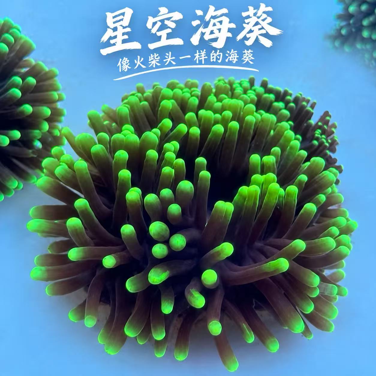 星空海葵观赏海葵荧光颜色鲜艳新手练手海葵活体海水生物海缸造景