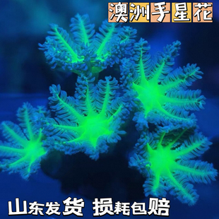 澳洲手星花珊瑚软体珊瑚海缸造景珊瑚手星花闪千手LPS软体珊瑚