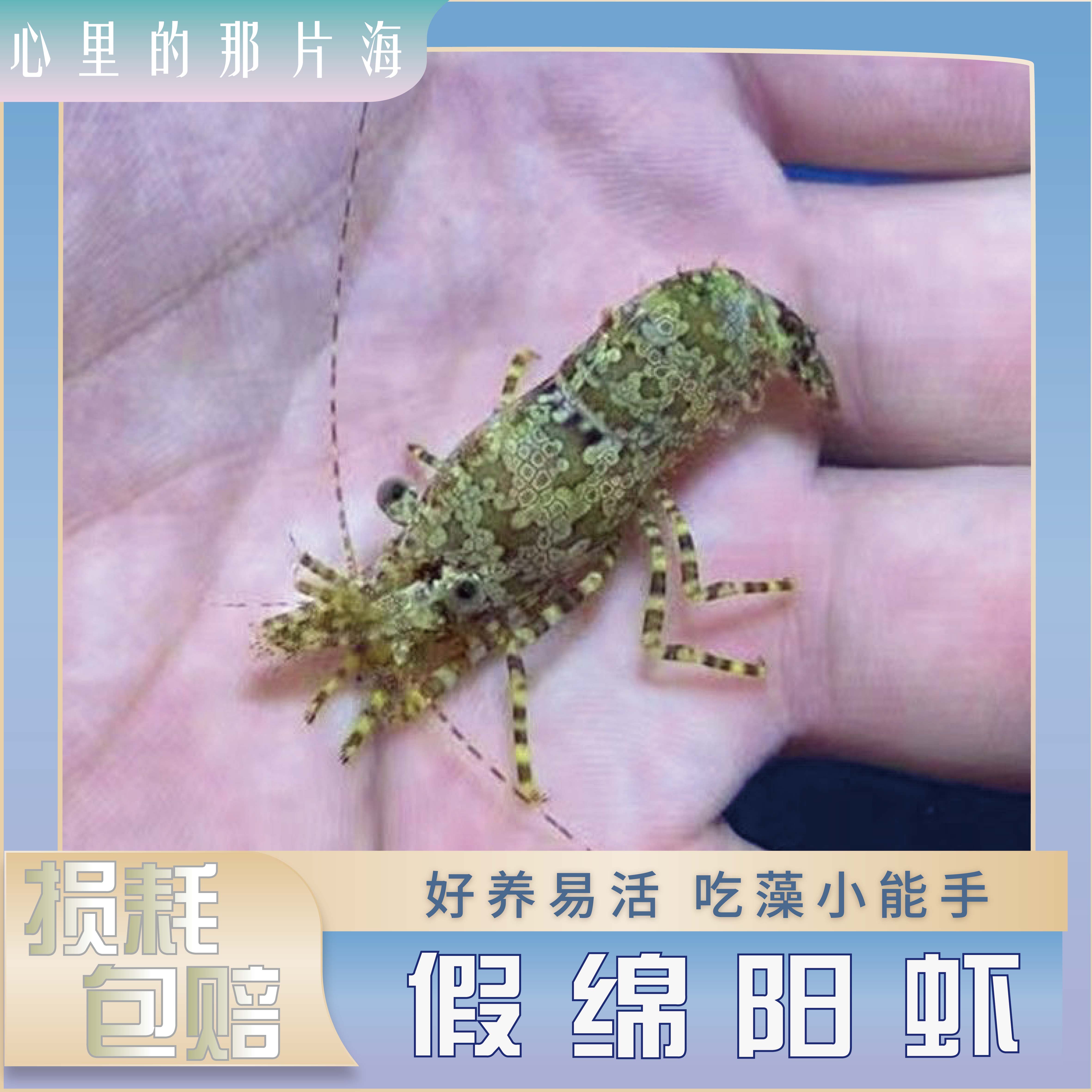 假绵阳虾薄荷虾黄点玻璃i虾