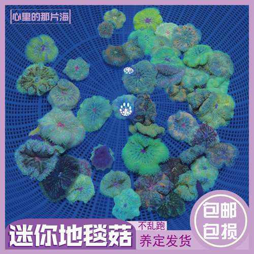 地毯姑迷你地毯观赏造景皮实