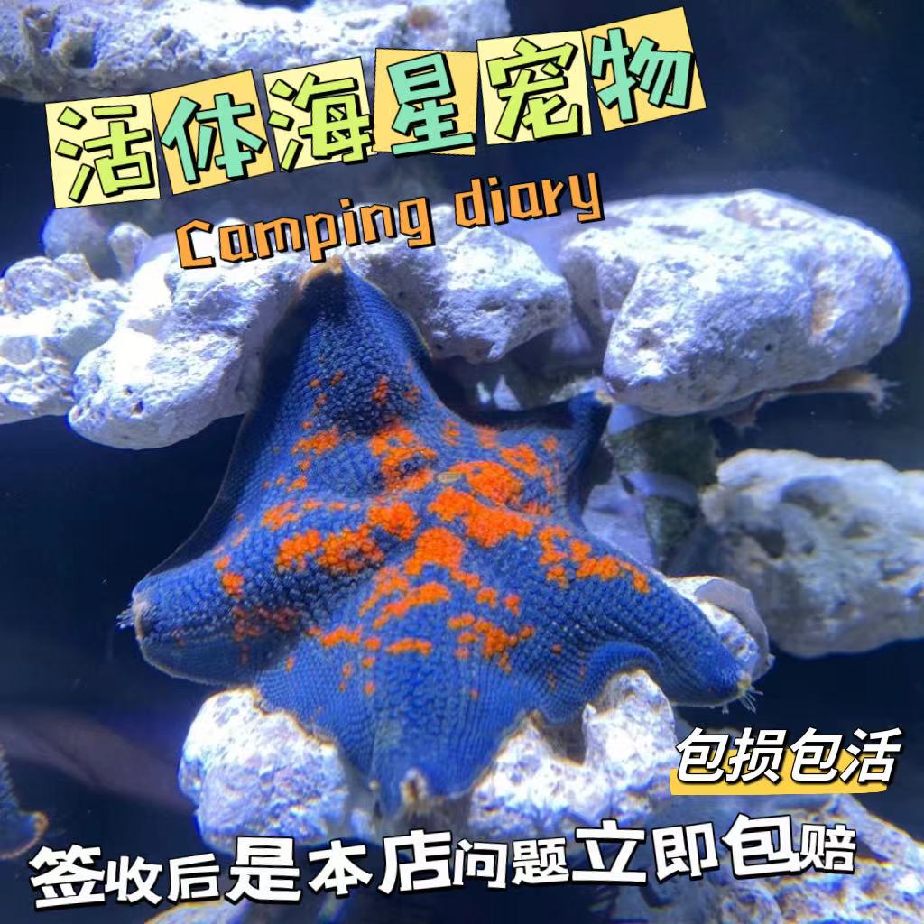 海水活体观赏海星水族宠物翻沙海洋生物海缸小宠物海底生物包活 宠物/宠物食品及用品 其它水族宠物 原图主图