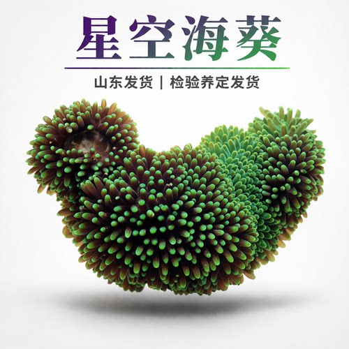 星空海葵观赏海葵新手练手
