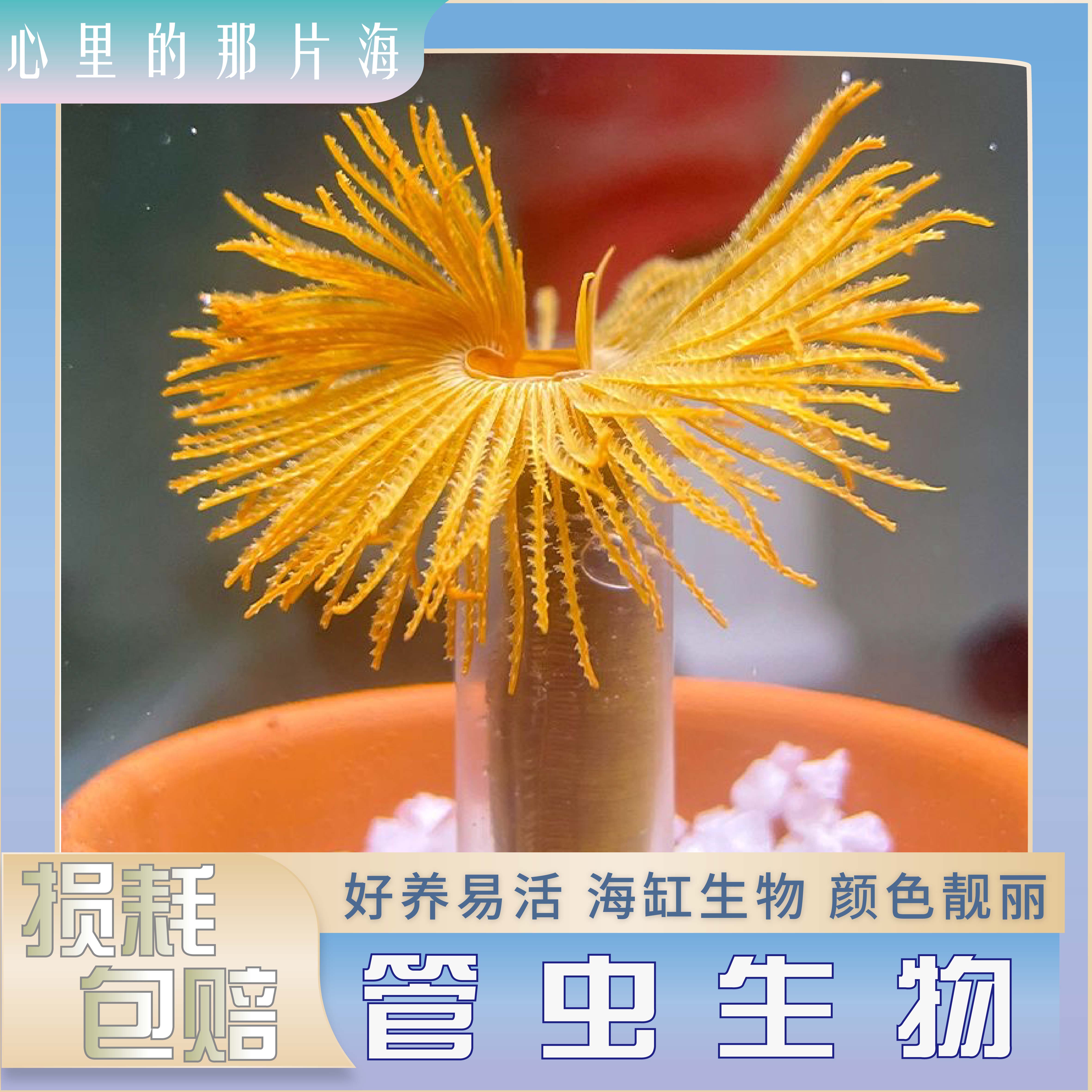 管虫珊瑚海洋生物海水红白管虫羽毛管虫新手皮实好养