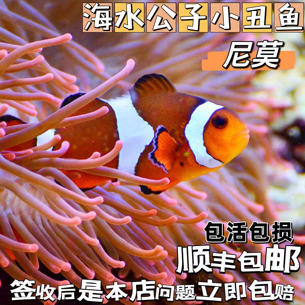 人工海水鱼公子小丑鱼尼莫观赏鱼白金毕加索黑背心奥黑海葵共生鱼