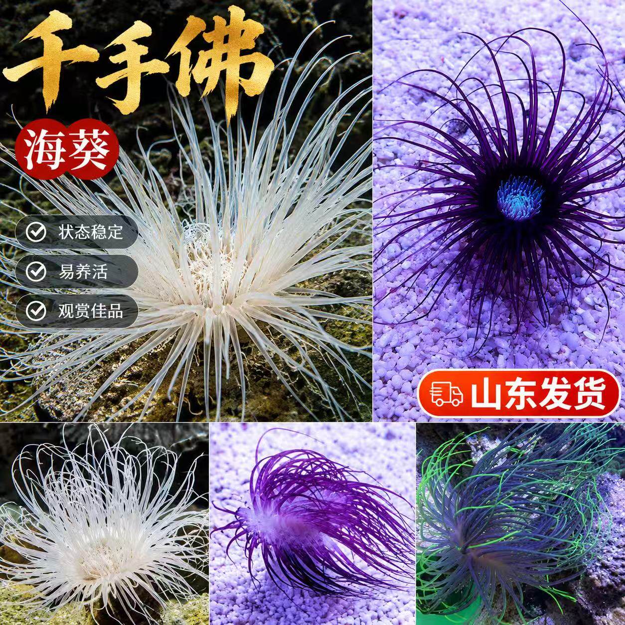 千手佛海葵管虫珊瑚白花千手佛海水生海缸造景活体生物